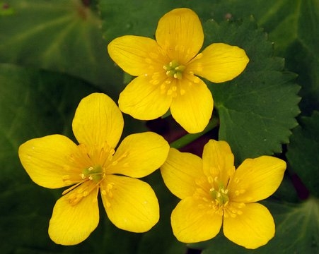 Spring Flowers