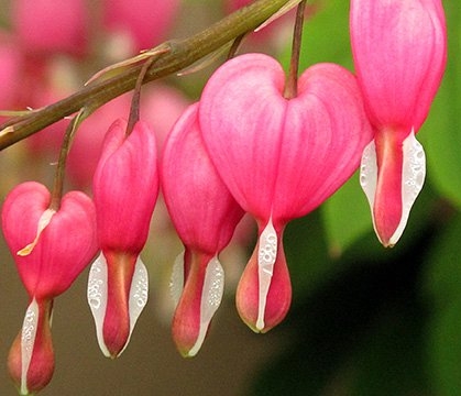Spring Flowers
