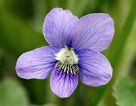 Spring Flowers