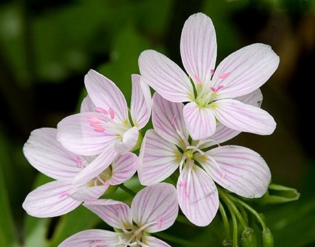 Spring Flowers