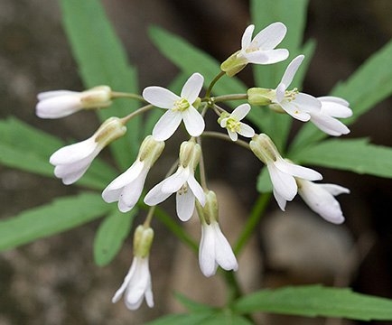 Spring Flowers