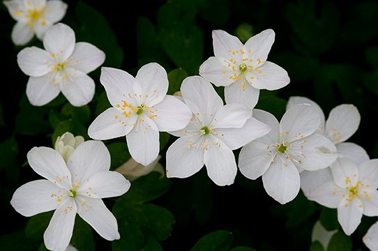 Spring Flowers
