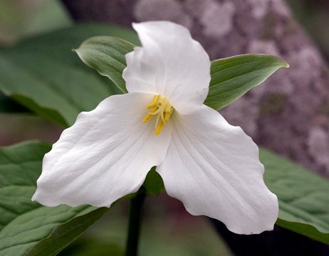 Spring Flowers