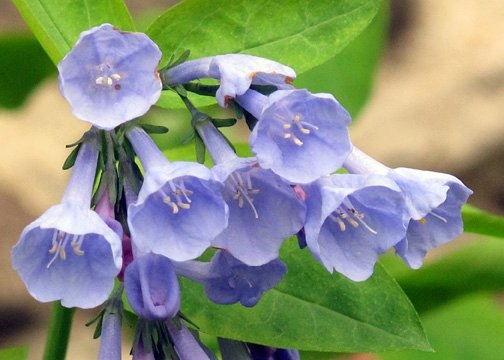 Spring Flowers