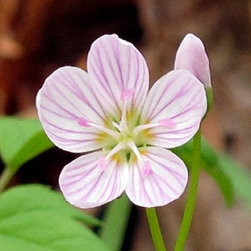 Spring Flowers