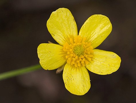 Spring Flowers