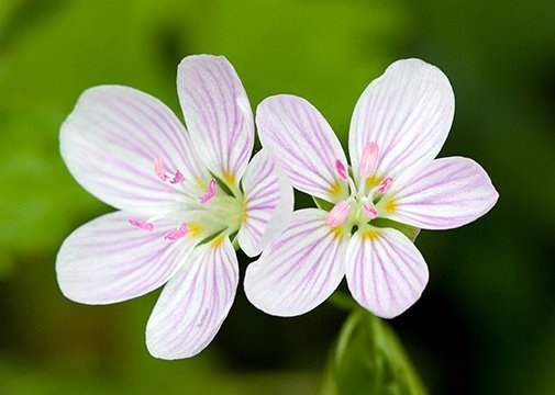 Spring Flowers