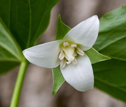 Spring Flowers
