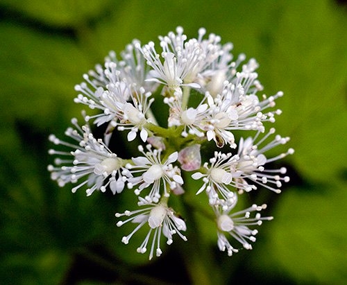 Spring Flowers