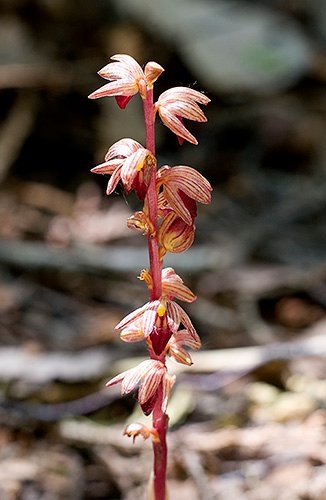 Spring Flowers