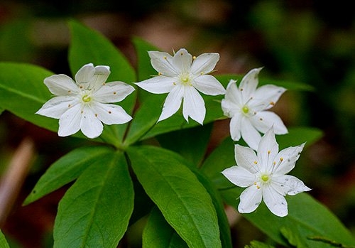 Spring Flowers