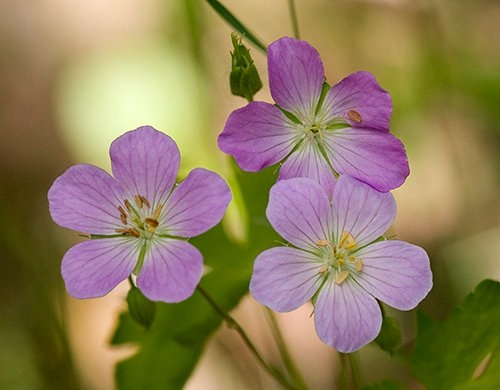 Spring Flowers