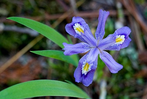 Spring Flowers