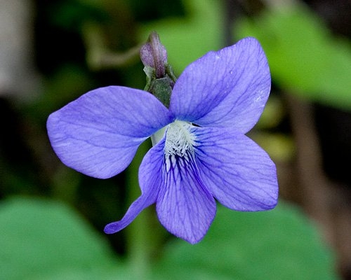Spring Flowers