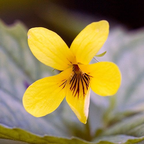Spring Flowers