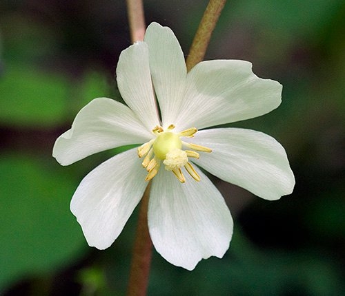 Spring Flowers
