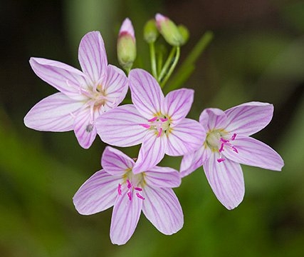 Spring Flowers