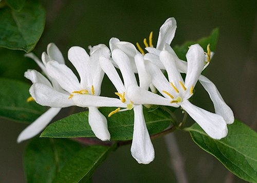 Spring Flowers