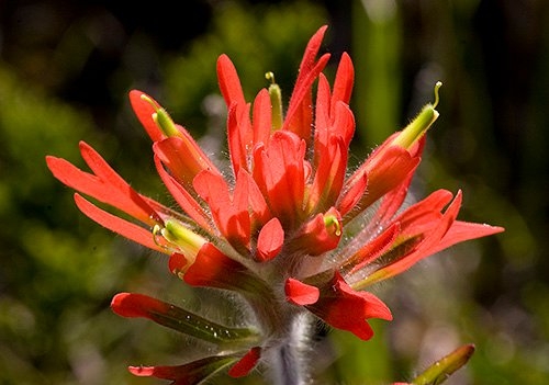 Spring Flowers