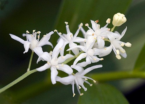 Spring Flowers
