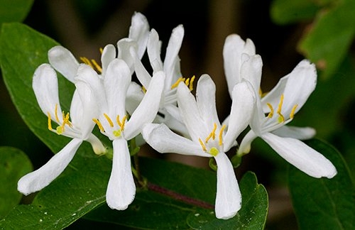 Spring Flowers