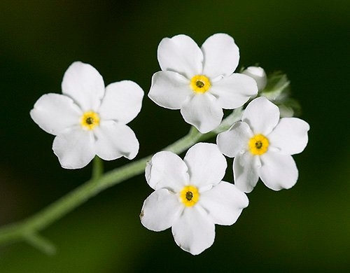 Spring Flowers