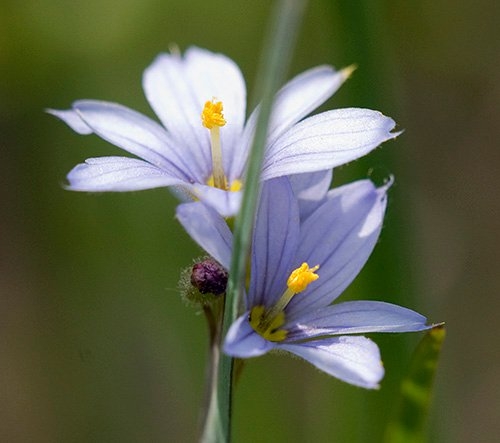 Spring Flowers