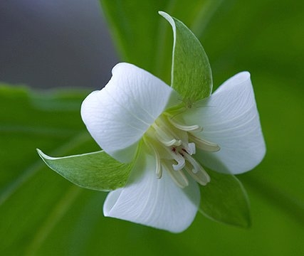 Spring Flowers