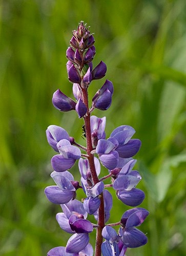 Spring Flowers