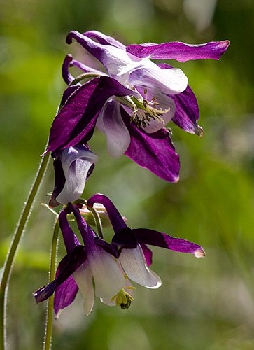 Spring Flowers
