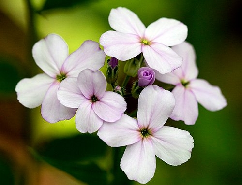 Spring Flowers