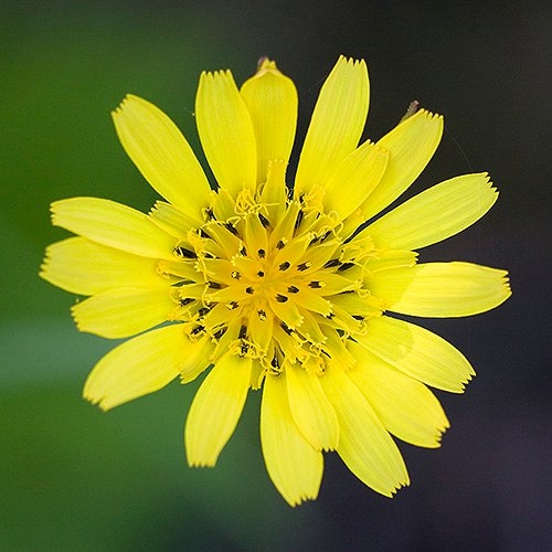 Spring Flowers