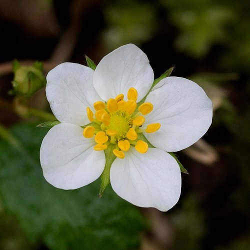 Spring Flowers