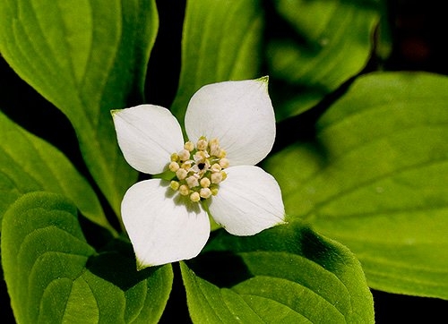 Spring Flowers