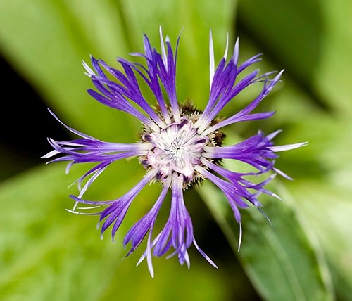 Spring Flowers