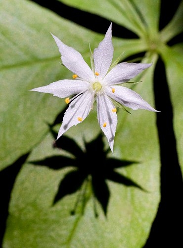 Spring Flowers
