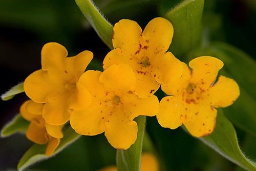 Spring Flowers