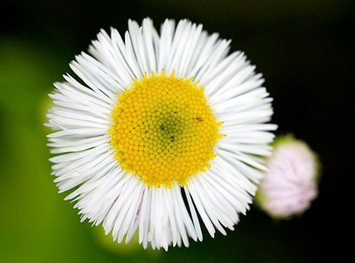 Spring Flowers