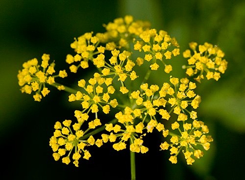 Spring Flowers