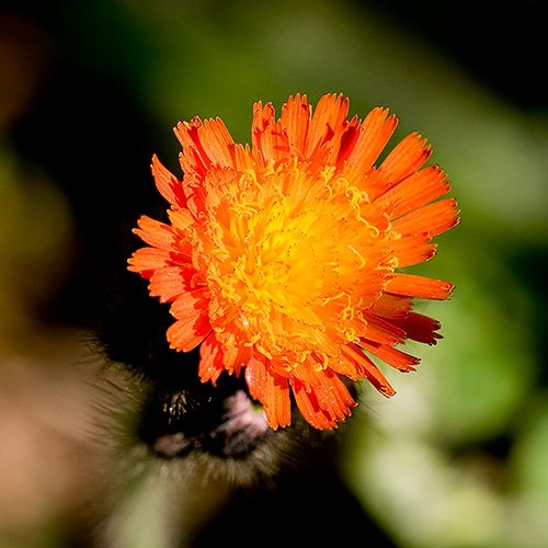 Spring Flowers