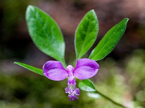 Spring Flowers