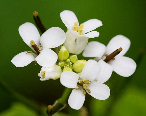 Spring Flowers