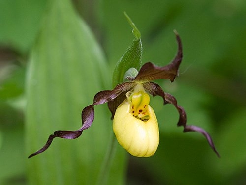 Spring Flowers