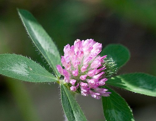 Spring Flowers