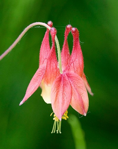 Spring Flowers