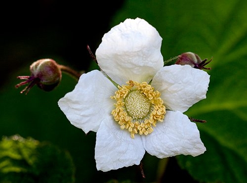 Spring Flowers