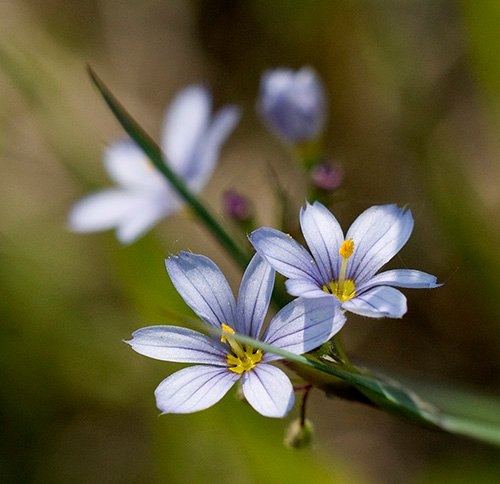 Spring Flowers