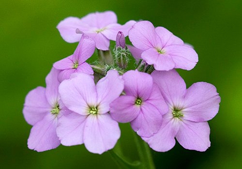 Spring Flowers
