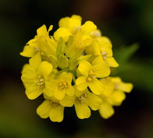 Spring Flowers