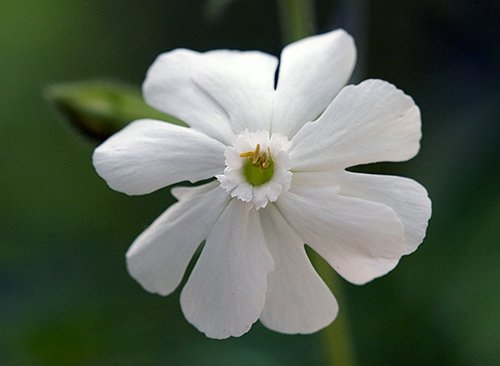 Spring Flowers